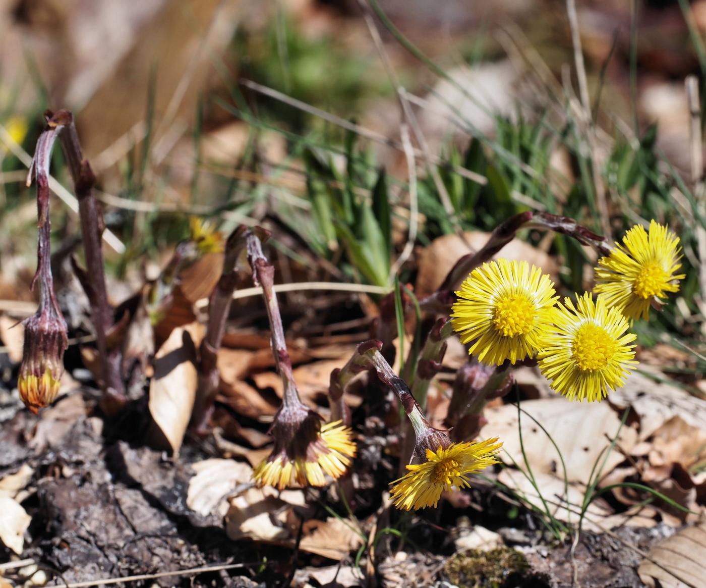 Coltsfoot plant